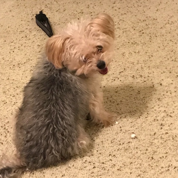 Meet your Posher, Noel - Picture 1 of 1